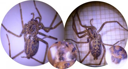 Eratigena atrica